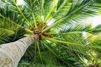Tree, Coconuts HD wallpaper