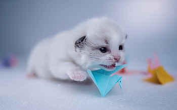 little white kitten, cute fluffy kitten, little cat, cute animals, cats, origami, kitten HD wallpaper
