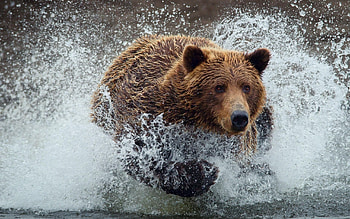 wildlife graphy, Grizzly bear portrait, Mobile screensaver, Nature lover HD wallpaper