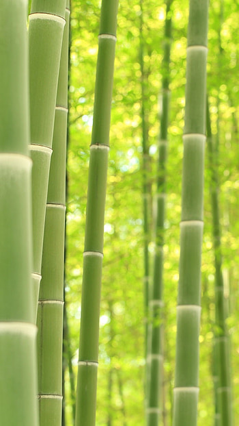 bamboo , Natural beauty, Exquisite bamboo, Bamboo elegance HD phone wallpaper