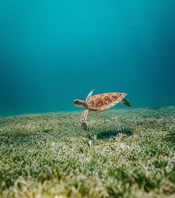 Sealife, turtle, reptile HD phone wallpaper
