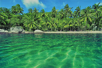 Emerald island, island, water, palm trees, green HD wallpaper