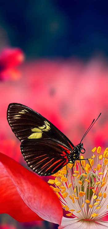 Animal, butterfly HD phone wallpaper