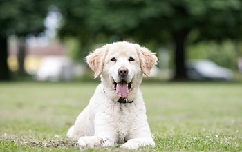 Dog, sweet, animal, dogs, cute, beautiful, puppys, puppy, pretty, animals, lovely HD wallpaper