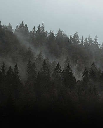 Nature, Trees, Pine, Forest, Fog, Cloud HD phone wallpaper