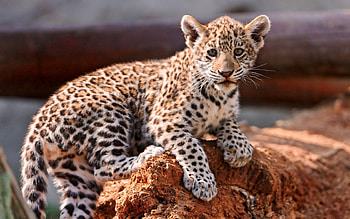 Animals, Young, Calf, Kitty, Kitten, Leopard HD wallpaper