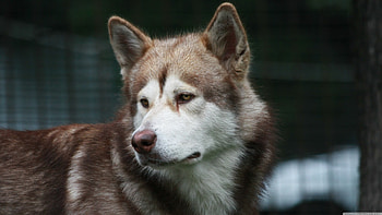 malamute, dog, canine, fence HD wallpaper