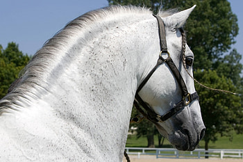 Strong Neck, horses, spanish stallion, animals, andalusian stallion HD wallpaper