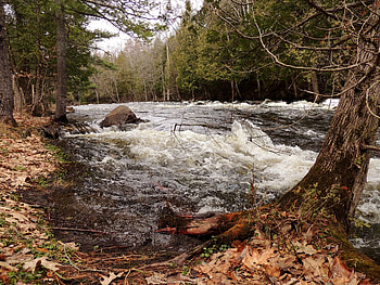 River Rapids, graphy, Nature, Trees, Rapids, River HD wallpaper