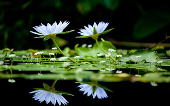 Flowers, Water, Reflection, Smooth, Surface, Greens HD wallpaper