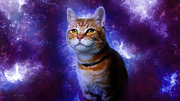 The Marvels Cat Galaxy, movie, The Marvels HD wallpaper