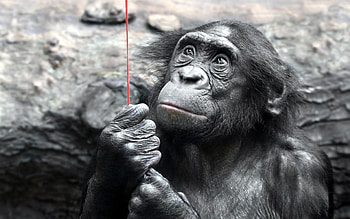 Bonobo, Primate-themed , background , Nature's gift HD wallpaper