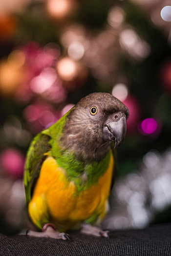 Animals, Parrots, Feather, Bird, Beak, Blur, Smooth HD phone wallpaper