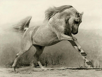 Horse, beaty, wild, art HD wallpaper