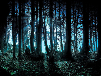 Dark Forest, cool, forest, dark HD wallpaper