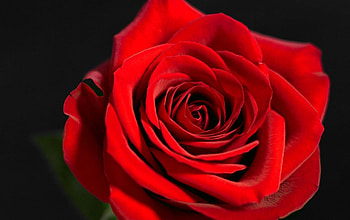 Red love rose, rose, plant, love, red HD wallpaper