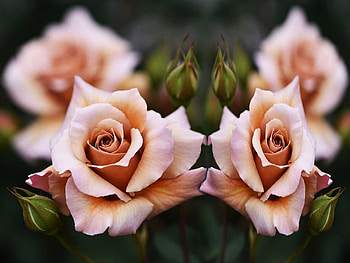 Roses, Blooming, Plants, Bunch, Garden HD wallpaper