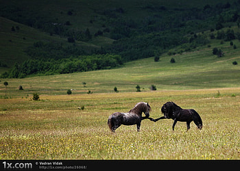 How Do You Do, fields, horses, funny, animals HD wallpaper