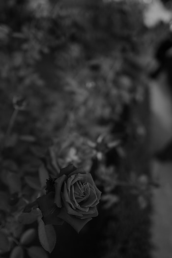 Flowers, Flower, Plant, Rose Flower, Rose, Bw, Chb HD phone wallpaper
