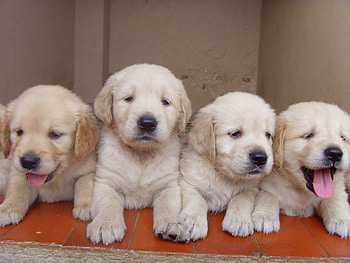 four puppies naames jack jill ben jerry, puppies, cute, adorable, four HD wallpaper