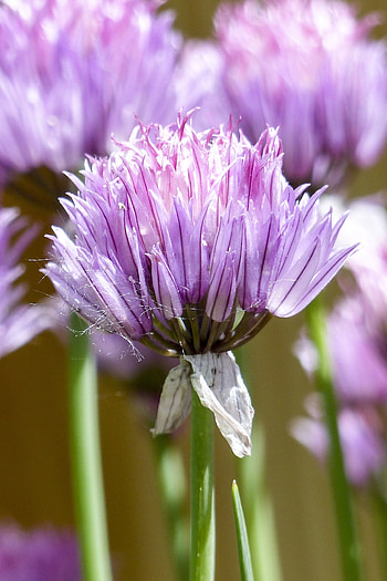 Pink chives, , Peakpx, Food HD phone wallpaper