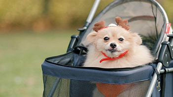 Pets, Pomeranian dog, Pet stroller, Sunny day HD wallpaper