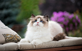 Cute ragdoll cats, Irresistibly charming, Adorned with pillows, High-quality HD wallpaper