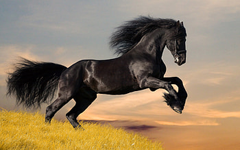 Animals, Horses HD wallpaper