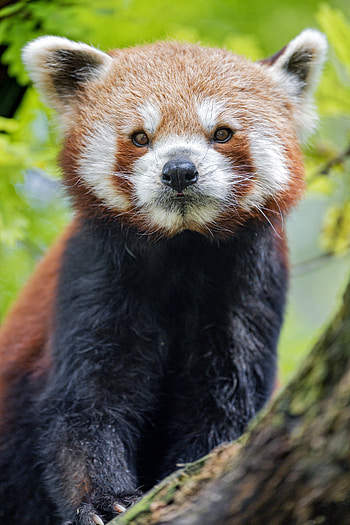 Animals, Muzzle, Animal, Panda, Red Panda HD phone wallpaper