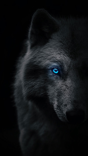 Dark wolf, blue eye, half, animal, grey wolf, , wild HD phone wallpaper