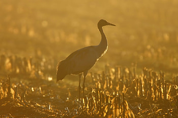 Animals, Sunset, Grass, Crane HD wallpaper
