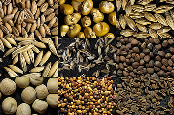 Organic seed production, Sustainable agriculture, Ecological farming, Natural bounty HD wallpaper
