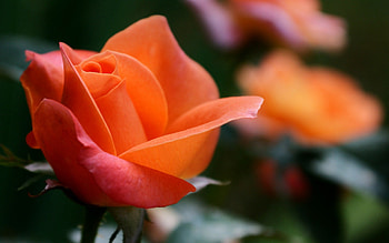 Rose, flowers, orange, spectacular HD wallpaper