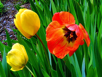 Soon, tulip, leaves, poppy, yellow, green, red, tulips HD wallpaper