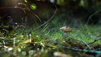 Mushroom, nature, graphy, macro HD wallpaper
