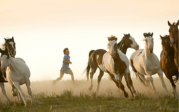 Animals, Horses HD wallpaper