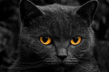 Black cat, Animals, Yellow, Lovely, Black, Eyes, Face, Cats HD wallpaper