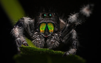 Jumping Spider, animal, spider, insect, jumping HD wallpaper
