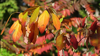 Golden Sassafras Leaves, leaves, Fa11, Leaf, sassafras, leafs, Autumn, foliage, golden, scarlet, yellow HD wallpaper