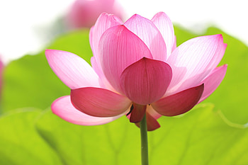Sustainable fabric, Samatoa lotus textiles, Eco-friendly production, Fashion innovation HD wallpaper