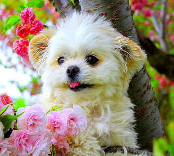 Cute Puppy, Flowers, Sweetie, Dog, Puppy HD wallpaper