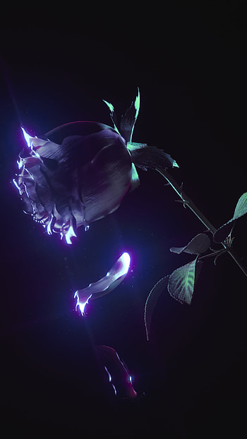 Black Rose, beautiful, grunge, y, emo, android, visual_effect_lighting, goth, ios HD phone wallpaper