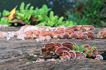 Reishi Mushroom, History research, Backed benefits, Yijia blog HD wallpaper