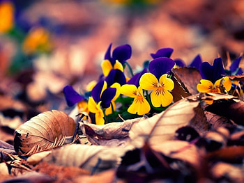 Plants, Flowers HD wallpaper
