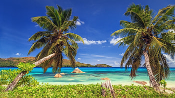 Paradise, palm tree, Summer, Sunset, Sea, Beach, Fantastic HD wallpaper