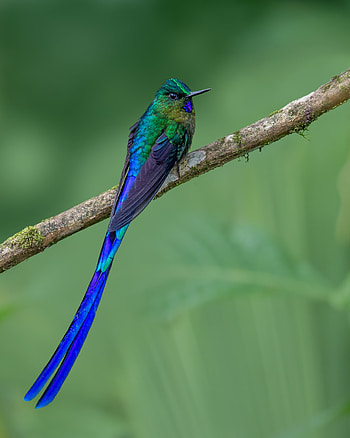 Animals, Humming-Birds, Feather, Bright, Bird HD phone wallpaper