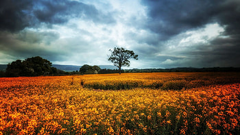 Rape Field Before Storm, blossoms, landscape, clouds, trees, flowers, sky, spring HD wallpaper