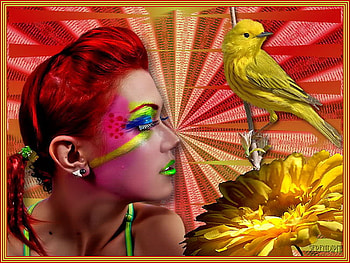colorful, face, gerber, bird, yellow HD wallpaper