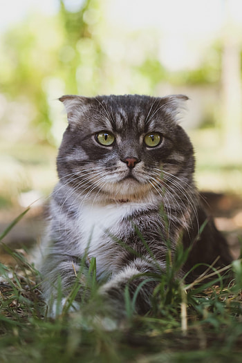 Animals, Grass, Cat, Fluffy, Pet, Sight, Opinion HD phone wallpaper