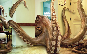 Interesting home pet, abstract, water, octopus, animals HD wallpaper